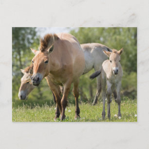 Przewalski-Pferd und Fohlen beim Gehen Postkarte