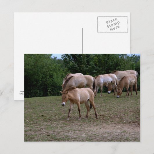 Przewalski-Pferde Postkarte (Vorne/Hinten)