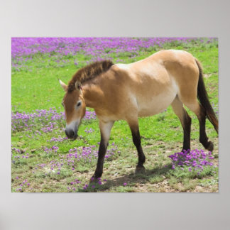 Przewalskii Pferd Poster