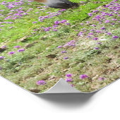 Przewalskii Pferd Poster (Ecke)