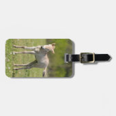 Przewalskis Foal, Ungarn Gepäckanhänger (Vorderseite horizontal)