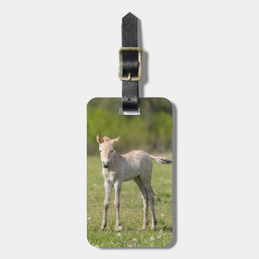 Przewalskis Foal, Ungarn Gepäckanhänger (Vorderseite vertikal)