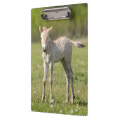 Przewalskis Foal, Ungarn Klemmbrett (Links)
