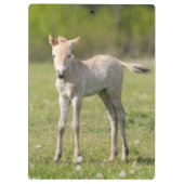 Przewalskis Foal, Ungarn Klemmbrett (Rückseite)