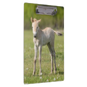 Przewalskis Foal, Ungarn Klemmbrett (Rechts)