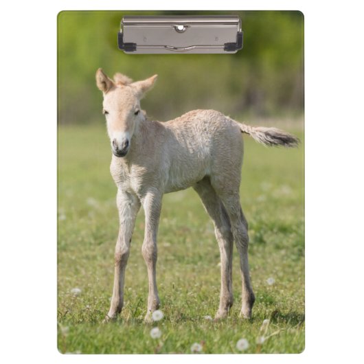 Przewalskis Foal, Ungarn Klemmbrett (Vorderseite)
