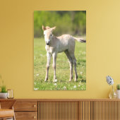 Przewalskis Foal, Ungarn Leinwanddruck (Insitu (Wohnzimmer))