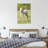 Przewalskis Foal, Ungarn Leinwanddruck (Insitu (Schlafzimmer))