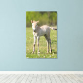 Przewalskis Foal, Ungarn Leinwanddruck (Insitu (Holzboden))