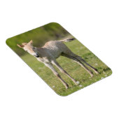 Przewalskis Foal, Ungarn Magnet (Rechte Seite)