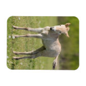 Przewalskis Foal, Ungarn Magnet (Horizontal)
