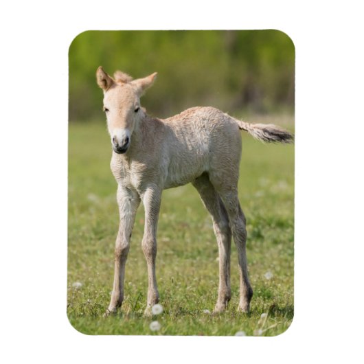 Przewalskis Foal, Ungarn Magnet (Vertikal)