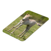 Przewalskis Foal, Ungarn Magnet (Linke Seite)