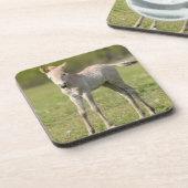 Przewalskis Foal, Ungarn Untersetzer (Linke Seite)