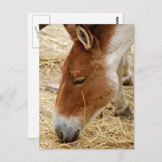 Przewalskis Pferd Postkarte (Vorne/Hinten)