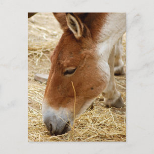 Przewalskis Pferd Postkarte