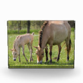 Przewalskis Weiden Fotoblock (Vorderseite)