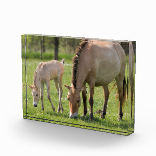 Przewalskis Weiden Fotoblock