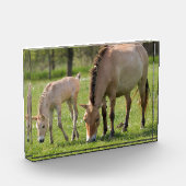 Przewalskis Weiden Fotoblock (Links)