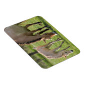 Przewalskis Weiden Magnet (Rechte Seite)