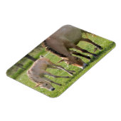 Przewalskis Weiden Magnet (Linke Seite)