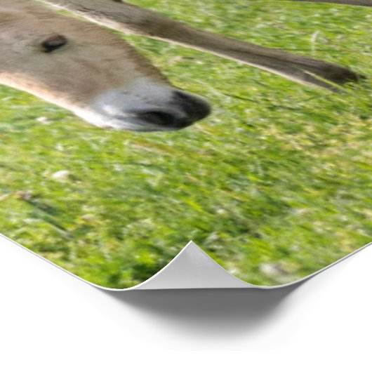 Przewalskis Weiden Poster (Ecke)
