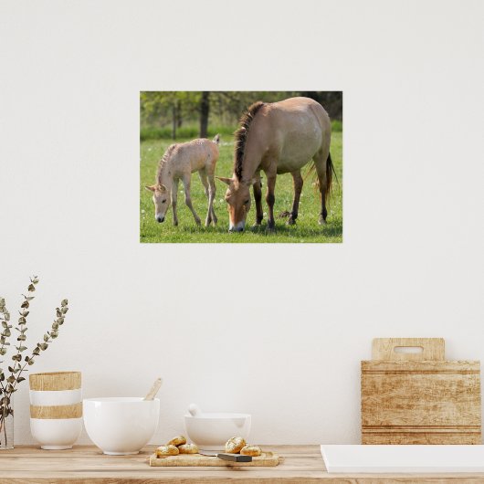 Przewalskis Weiden Poster (Küche)