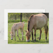 Przewalskis Weiden Postkarte (Vorne/Hinten)