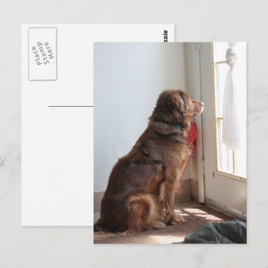 Psalm 130:5 Dog-Window Postkarte (Vorne/Hinten)