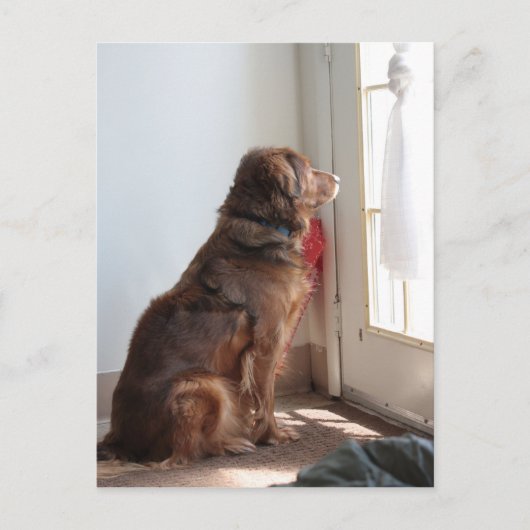 Psalm 130:5 Dog-Window Postkarte (Vorderseite)