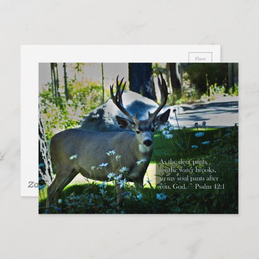 Psalm 42:1 und Hirsch Postkarte (Vorne/Hinten)