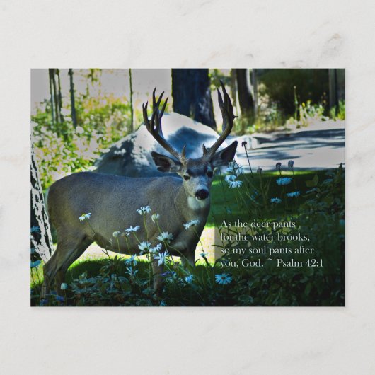 Psalm 42:1 und Hirsch Postkarte (Vorderseite)