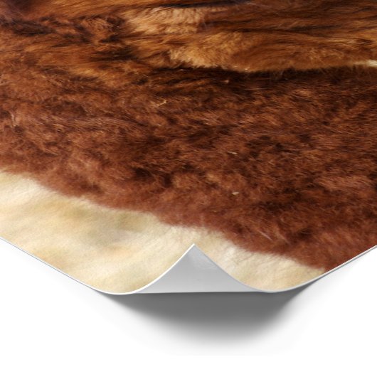 Psalm 46:10 Alpaca-Poster Poster (Ecke)