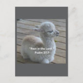 Psalm Llama Postcard Postkarte (Vorderseite)