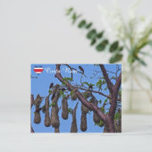 Psarocolius decumanus nisting - Costa Rica Postkarte (Stehend Vorderseite)