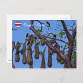 Psarocolius decumanus nisting - Costa Rica Postkarte (Vorne/Hinten)