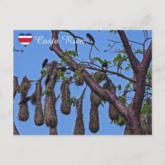 Psarocolius decumanus nisting - Costa Rica Postkarte (Vorderseite)