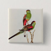 Psephotus Pulcherrimus Button (Vorderseite)