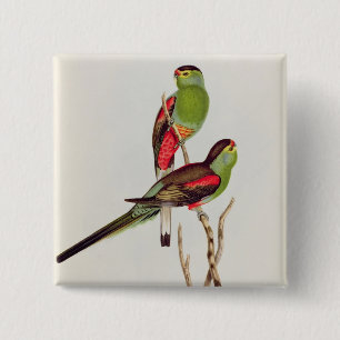 Psephotus Pulcherrimus Button