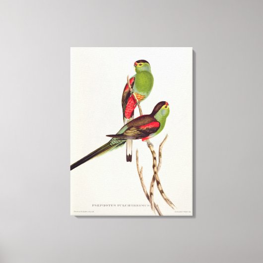 Psephotus Pulcherrimus Leinwanddruck (Vorderseite)