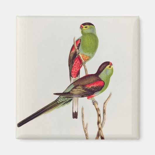 Psephotus Pulcherrimus Magnet (Vorne)