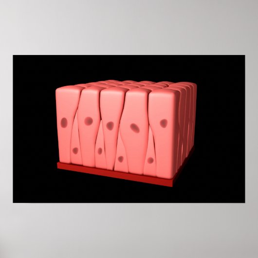 Pseudostratifiziertes Columnar Epithelium Poster (Vorne)