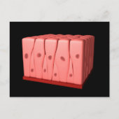 Pseudostratifiziertes Columnar Epithelium Postkarte (Vorderseite)