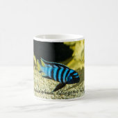 Pseudotropheus elongatus Cichlid Kaffeetasse (Mittel)