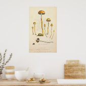 Psilocybe semilanceata Pilztäuschung Poster (Küche)