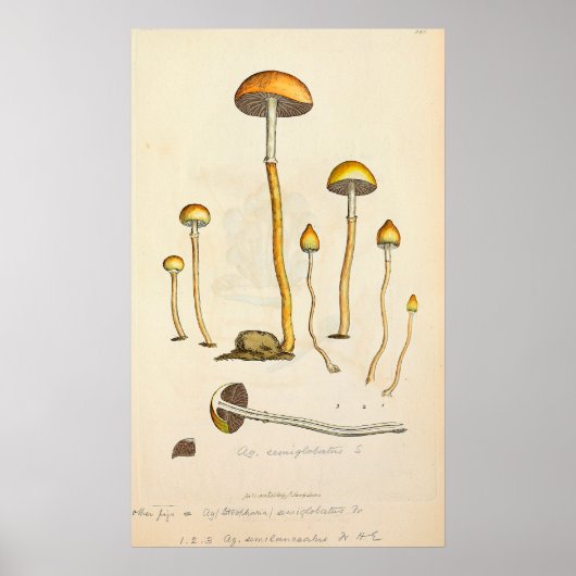 Psilocybe semilanceata Pilztäuschung Poster (Vorne)