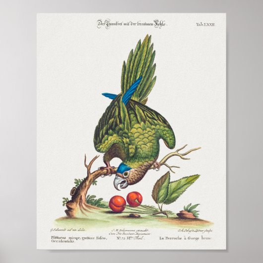 Psittacus minor gutture fusco, occidentalis 1749 poster (Vorne)