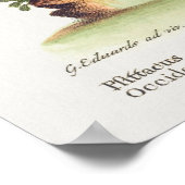 Psittacus minor gutture fusco, occidentalis 1749 poster (Ecke)