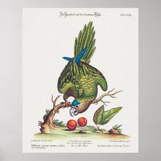 Psittacus minor gutture fusco, occidentalis 1749 poster (Vorne)