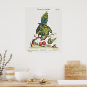 Psittacus minor gutture fusco, occidentalis 1749 poster (Küche)